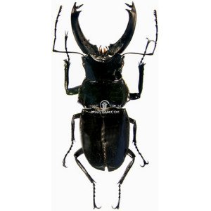 CANTHAROLETHRUS STEINHEILI CANTHAROLETHRUS STEINHEILI